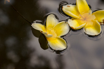Flores amarillas flotando en un camalote, Ubud, Bali