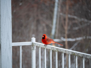 Cardinal bird on rustic balcony railing in winter #2