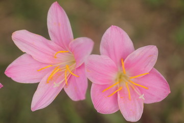 Amazing details of structure with stigma, petals, filaments and anther in clear detail flower Zephyranthes rosea flowers blooming after a heavy rain