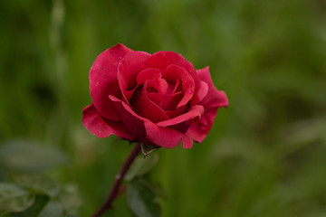 red rose in garden