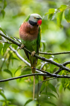 Red-breasted parakeet on a branch, Indonesia