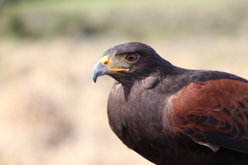 bird of prey