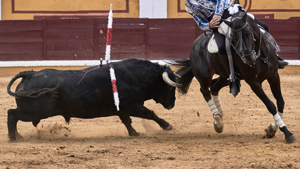 Tauromaquia a caballo en la plaza de toros durante la corrida de rejones.	