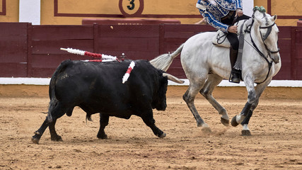 Tauromaquia a caballo en la plaza de toros durante la corrida de rejones.	