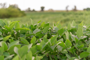 Soybean plant cultivars for agricultural production