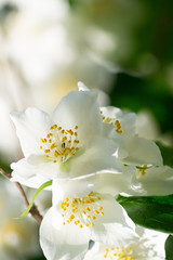 white flower