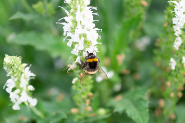 bee on flower