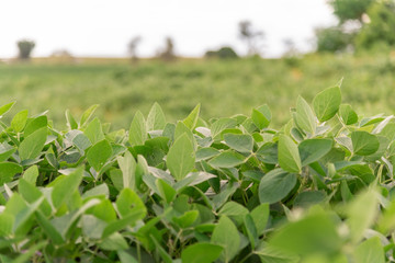 Soybean plant cultivars for agricultural production