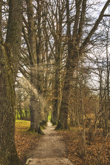 Fototapeta premium Sonnenstrahlen in der Allee