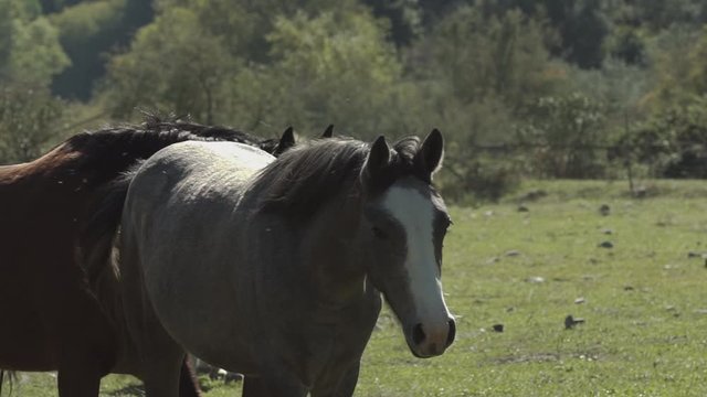 Cavalli che pascolano - Italia, Valle della Sila. clip in 4k UHD