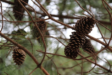 Pine Cone on a Branch