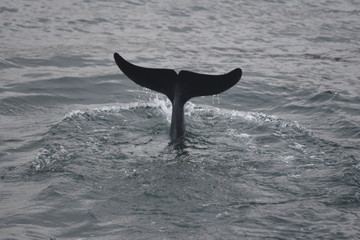 Delfin in der Ostsee in Dänemark © Andreas