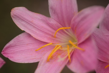 Amazing details of structure with stigma, petals, filaments and anther in clear detail flower Zephyranthes rosea flowers blooming after a heavy rain