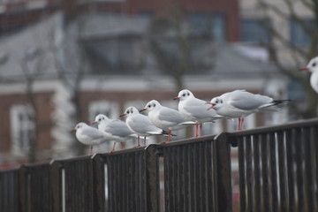 M&ouml;wen an der Ostsee in D&auml;nemark