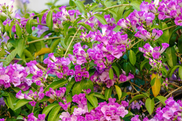 Obraz premium Garlic vine Blooming or Mansoa alliacea or Lavender blue Garlic vine. Purple flower blossom on nature background.