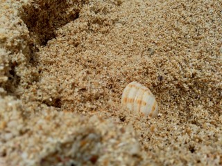 close up shell on the sand
