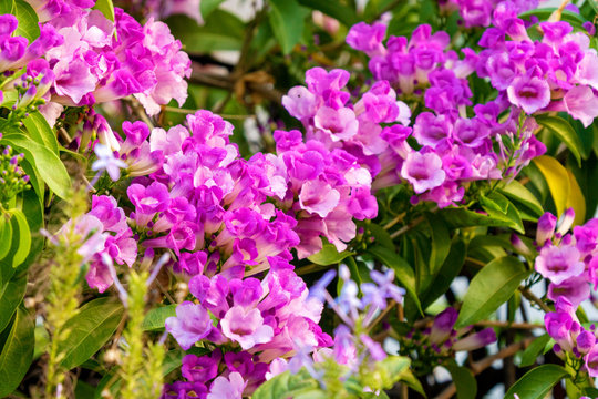 Garlic vine Blooming or Mansoa alliacea or Lavender blue Garlic vine. Purple flower blossom on nature background.