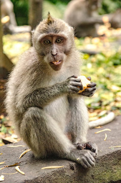 Monos del monkey forest de Ubud, Bali
