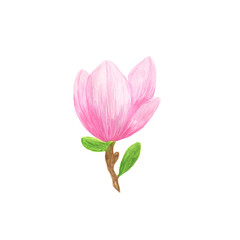 Pink magnolia wild flower in a watercolor style isolated simple object for greeting cards, gift paper