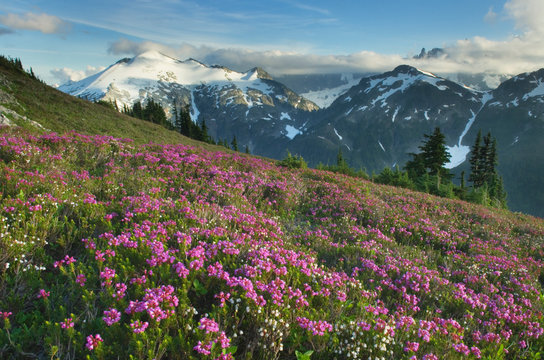 Ruth Mountain seen from wildflower meadows of Hennegan Peak, Mount Baker Wilderness North Cascades Washington, Washington, United States