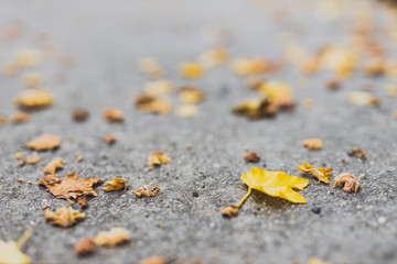 fallen leaves with yellow tones from a maple tree on concrete