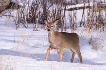 Colorado Wildlife. Wild Deer on the High Plains of Colorado