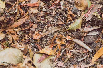 dead leaves fallen with brown colors piling up on the ground