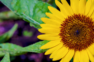 Petals yellow sunflower on environment nature background. Close up blooming sunflower with green leaf background.