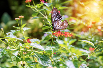 Monarch butterfly flying on red flower on nature background in garden spring summer season. Environment with yellow butterfly at outdoor.