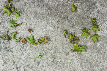 fallen leaves from a maple tree with green tones on concrete