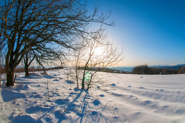 Fototapeta na wymiar winter forest on a clear sunny day