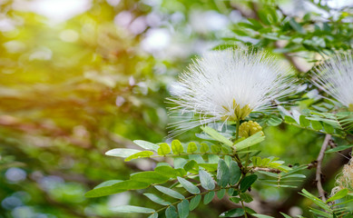 Close up Albizia lebbeck (frywood, siris, frywood, Shak Shak Tree) hanging down from high tree. surrounded by greenery leaves, bud and blossom flowers on nature background.