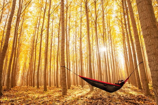 Man relaxing in a hammock alone in the woods, surrounded by trees with bright autumn colors.