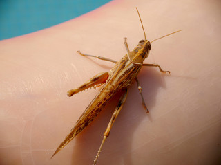 A grasshopper sitting on rescue ring