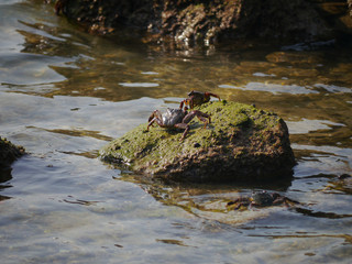 Two craps fighting for the best spot on a rock