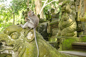 Monos del monkey forest de Ubud, Bali