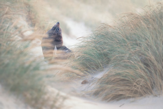 Wild New Zealand fur seal (Arctocephalus forsteri) in dune grass, New Zealand
