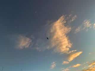 An eagle flying elegantly on the sea.
