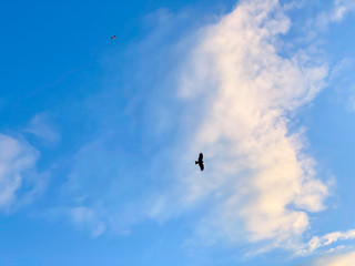 Obraz na płótnie Canvas An eagle flying elegantly on the sea.