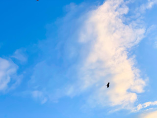 An eagle flying elegantly on the sea.