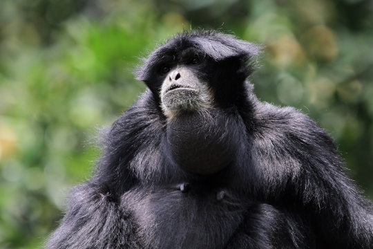 Close-up Portrait of a siamang gibbon (Symphalangus syndactylus) standing in a rainforest, Indonesia