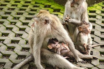 Monos del monkey forest de Ubud, Bali