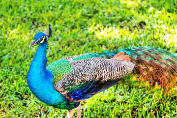 Colorful Indian Peacock in a Garden Park