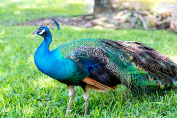 Obraz premium Colorful Indian Peacock in a Garden Park