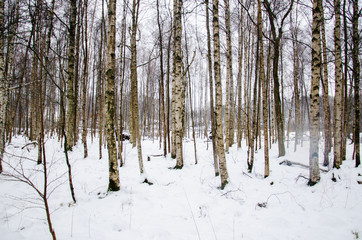 Forest path in a Swedish snowy winter wonderland