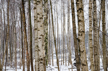 Calming birch trees in a Swedish winter wonderland
