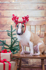 Bull terrier with christmas decoration