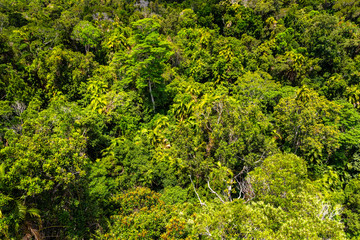 Fototapeta na wymiar Top view of Australian rainforest in Kuranda