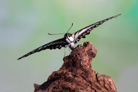 Close-up of a Common Bluebottle butterfly (Graphium sarpedon) with spread wings perched on a piece of wood basking in the sun, Indonesia