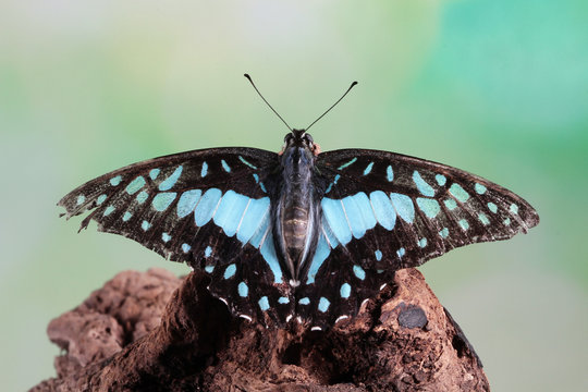 Close-up of a Common Bluebottle butterfly (Graphium sarpedon) with spread wings perched on a piece of wood basking in the sun, Indonesia